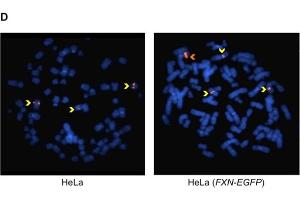 Characterization of HeLa (FXN-EGFP) stable cell lines.