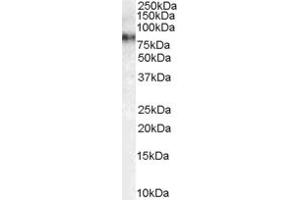 Western Blotting (WB) image for anti-Mitogen-Activated Protein Kinase Kinase Kinase 7 (MAP3K7) (AA 525-537) antibody (ABIN291940) (MAP3K7 Antikörper  (AA 525-537))