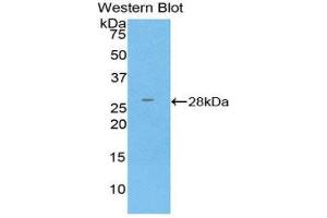 Western Blotting (WB) image for anti-Glutathione S-Transferase kappa 1 (GSTK1) (AA 7-222) antibody (ABIN1859089) (GSTK1 Antikörper  (AA 7-222))