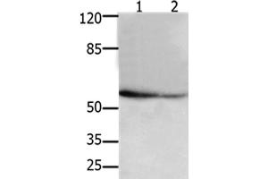 Western Blot analysis of 293T and hela cel using API5 Polyclonal Antibody at dilution of 1:250 (Apoptosis Inhibitor 5 Antikörper)