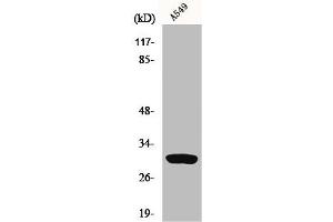 Western Blot analysis of A549 cells using Inhibin β-C Polyclonal Antibody (INHBC Antikörper  (Internal Region))