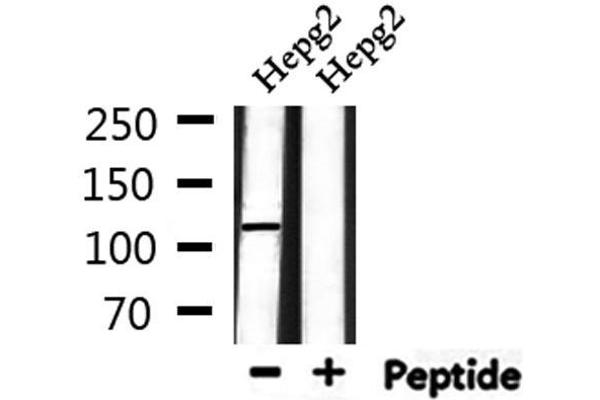UBAP2L Antikörper  (Internal Region)
