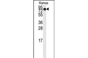 Western blot analysis of anti-DLG7 Antibody (N-term) (ABIN389311 and ABIN2839432) in Ramos cell line lysates (35 μg/lane). (DLGAP5 Antikörper  (N-Term))