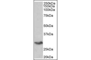 Staining of Human Spleen lysate (35µg protein in RIPA buffer) using VTCN1 antibody at 0. (VTCN1 Antikörper  (Internal Region))