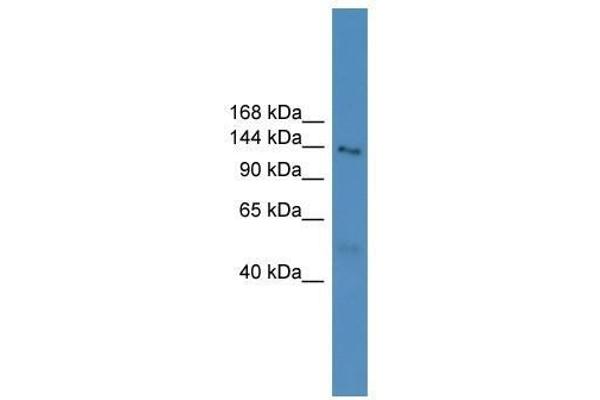 NLRP5 Antikörper  (N-Term)