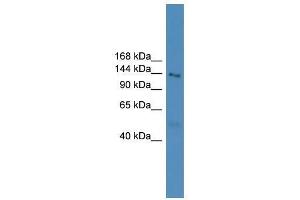 NLRP5 antibody used at 0. (NLRP5 Antikörper  (N-Term))