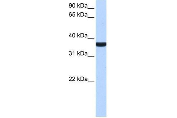TP53I13 Antikörper  (C-Term)