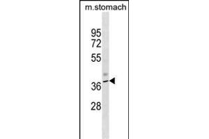 Mouse Kcnj11 Antibody (N-term) (ABIN1538879 and ABIN2850075) western blot analysis in mouse stomach tissue lysates (35 μg/lane). (KCNJ11 Antikörper  (N-Term))