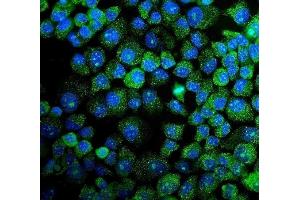 IF analysis of MAPK11 using anti-MAPK11 antibody (ABIN7600772). (MAPK11 Antikörper  (AA 230-364))