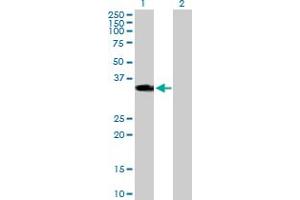 Western Blot analysis of HOXD1 expression in transfected 293T cell line by HOXD1 MaxPab polyclonal antibody. (HOXD1 Antikörper  (AA 1-328))