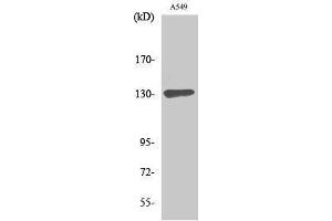 Western Blotting (WB) image for anti-SIN3 Transcription Regulator Homolog B (SIN3B) (Internal Region) antibody (ABIN3185694) (SIN3B Antikörper  (Internal Region))