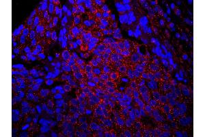 Immunofluorescence (IF) image for anti-Insulin Receptor Substrate 1 (IRS1) (AA 1192-1242) antibody (ABIN7448979) (IRS1 Antikörper  (AA 1192-1242))