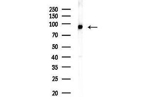 anti-M-Cadherin (CDH15) (N-Term) antibody