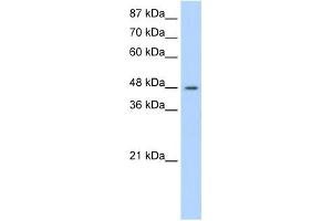 SURF6 antibody used at 1. (SURF6 Antikörper  (N-Term))