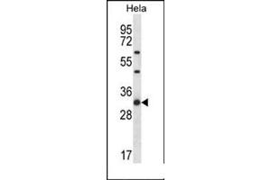 Western blot analysis in HeLa cell line lysates (35 ug/lane) using RPL7 Antibody (N-term) Cat.