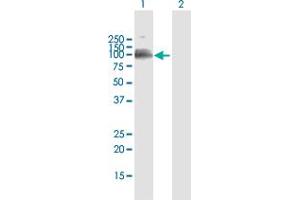 Western Blotting (WB) image for anti-Leukocyte Immunoglobulin-Like Receptor, Subfamily B (With TM and ITIM Domains), Member 1 (LILRB1) (AA 1-650) antibody (ABIN524258)