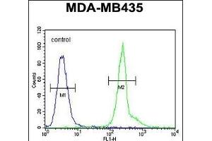 KPRA Antibody (N-term) (ABIN654357 and ABIN2844121) flow cytometric analysis of MDA-M cells (right histogram) compared to a negative control cell (left histogram). (PRPSAP1 Antikörper  (N-Term))