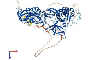 Gephyrin Protein (GPHN) (AA 1-736) (His tag)
