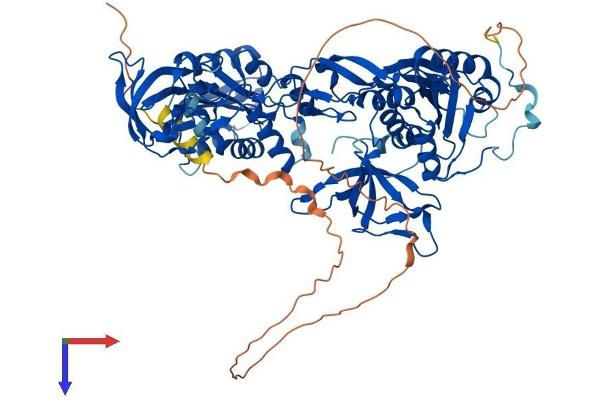 Gephyrin Protein (GPHN) (AA 1-736) (His tag)