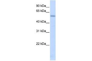 LMAN1 antibody used at 1 ug/ml to detect target protein.