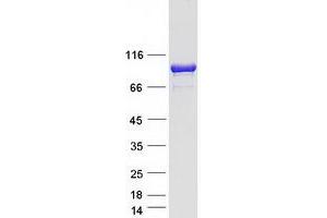Western Blotting (WB) image for Leucine Rich Repeat and Sterile alpha Motif Containing 1 (LRSAM1) (Transcript Variant 3) protein (Myc-DYKDDDDK Tag) (ABIN2724963)