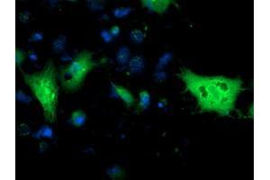 Anti-MGLL mouse monoclonal antibody (ABIN2454597) immunofluorescent staining of COS7 cells transiently transfected by pCMV6-ENTRY MGLL (RC218358). (MGLL Antikörper)