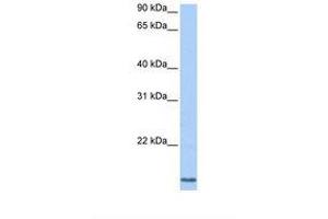 Image no. 1 for anti-Cyclin L2 (CCNL2) (AA 101-150) antibody (ABIN6738742) (Cyclin L2 Antikörper  (AA 101-150))