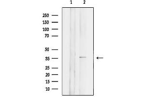anti-Triggering Receptor Expressed On Myeloid Cells 4 (TREM4) (Internal Region) antibody
