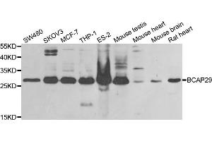 Western blot analysis of extracts of various cell lines, using BCAP29 antibody (ABIN5973749) at 1/1000 dilution. (BCAP29 Antikörper)