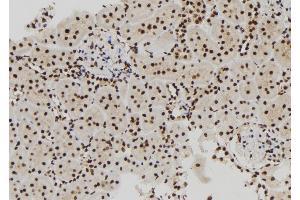 ABIN6273006 at 1/100 staining Rat kidney tissue by IHC-P. (MCM10 Antikörper  (C-Term))
