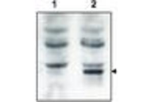 Image no. 1 for anti-GRP1 (General Receptor For phosphoinositides 1)-Associated Scaffold Protein (GRASP) (N-Term) antibody (ABIN297096) (Tamalin/GRASP Antikörper  (N-Term))