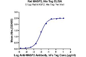 Immobilized Rat MASP2, His Tag at 1 μg/mL (100 μL/well) on the plate. (MASP2 Protein (AA 287-685) (His tag))