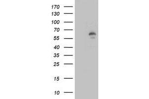 Image no. 3 for anti-Lipase, Endothelial (LIPG) antibody (ABIN1499171) (LIPG Antikörper)