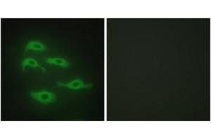 Immunofluorescence analysis of HepG2 cells, using SERC3 Antibody. (SERINC3 Antikörper  (AA 361-410))