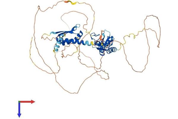 MEX3B Protein (AA 1-601) (His tag)