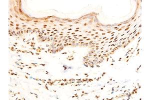 ABIN6267304 at 1/100 staining human skin tissue sections by IHC-P. (C-JUN Antikörper  (pSer243))