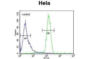 TM173 Antibody (C-term) flow cytometric analysis of Hela cells (right histogram) compared to a negative control cell (left histogram).