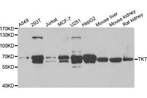 Western Blotting (WB) image for anti-Transketolase (TKT) antibody (ABIN1980330)