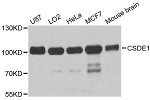 Western blot analysis of extracts of various cell lines, using CSDE1 antibody. (CDSE1 Antikörper  (AA 369-600))