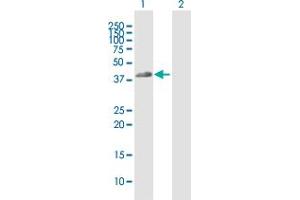 Western Blotting (WB) image for anti-Fc Fragment of IgG, Low Affinity IIa, Receptor (CD32) (FCGR2A) (AA 1-316) antibody (ABIN515561)