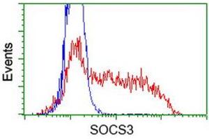 HEK293T cells transfected with either RC209305 overexpress plasmid (Red) or empty vector control plasmid (Blue) were immunostained by anti-SOCS3 antibody (ABIN2454588), and then analyzed by flow cytometry. (SOCS3 Antikörper)