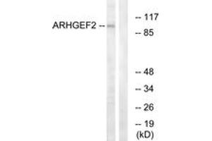 Western blot analysis of extracts from RAW264. (ARHGEF2 Antikörper  (AA 383-432))
