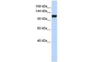 WB Suggested Anti-FAM120A Antibody Titration: 0.