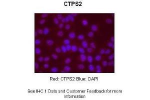 Sample Type : Human Hep-2 cells Primary Antibody Dilution : 1:500 Secondary Antibody : Goat anti-rabbit-Alexa Fluor 568 Secondary Antibody Dilution : 1:400 Color/Signal Descriptions : Red: CTPS2 Blue: DAPI Gene Name : CTPS2 Submitted by : S.