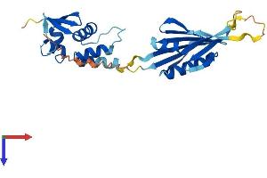 KCNRG Protein (AA 1-272) (His tag)