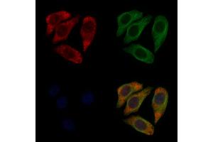 ABIN6258888 and ABIN6274835 staining Hela cells by IF/ICC. (SGCA Antikörper  (Internal Region))