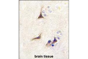 Formalin-fixed and paraffin-embedded human brain tissue reacted with NGFB antibody , which was peroxidase-conjugated to the secondary antibody, followed by DAB staining. (NGFB Antikörper  (AA 84-115))
