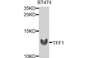 Western blot analysis of extracts of BT-474 cells, using TFF1 antibody. (TFF1 Antikörper)