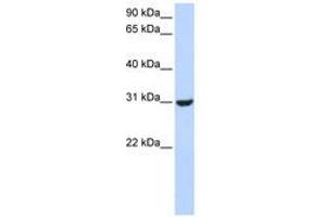 Image no. 1 for anti-Ring Finger Protein 182 (RNF182) (AA 144-193) antibody (ABIN6740825) (RNF182 Antikörper  (AA 144-193))