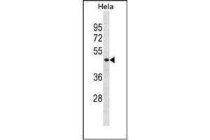 Western blot analysis of DRG1 / NEDD3 Antibody (C-term) in Hela cell line lysates (35ug/lane). (DRG1 Antikörper  (C-Term))